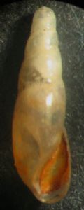 Cecilioides (Cecilioides)&nbsp;acicula